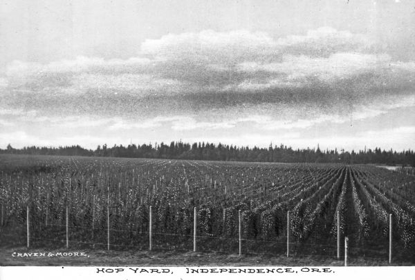 View of a field of hops. Caption reads: "Hop Yard, Independence, Ore."