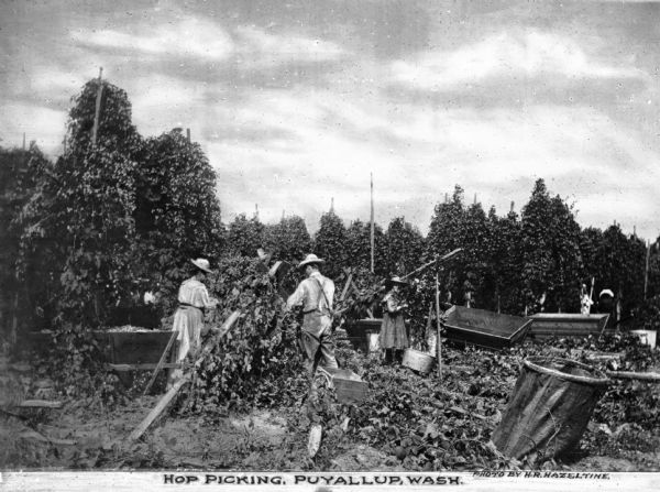 Agricultural workers picking hops. The hops are being loaded into large wheelbarrow-like carts. Caption reads: "Hop Picking, Puyallup, Wash."