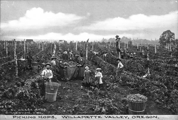 A group of agricultural workers picking hops. The hops are being put into large wooden baskets. In the center several people are pouring the contents of one basket into a bag. Several children are in the field. Buildings are in the distance. Caption reads: "Picking Hops, Willamette Valley, Oregon."