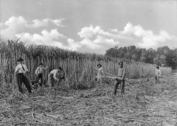 Agricultural laborers harvesting sugar cane. Text on photograph reads: "Berry's Pharmacy."
