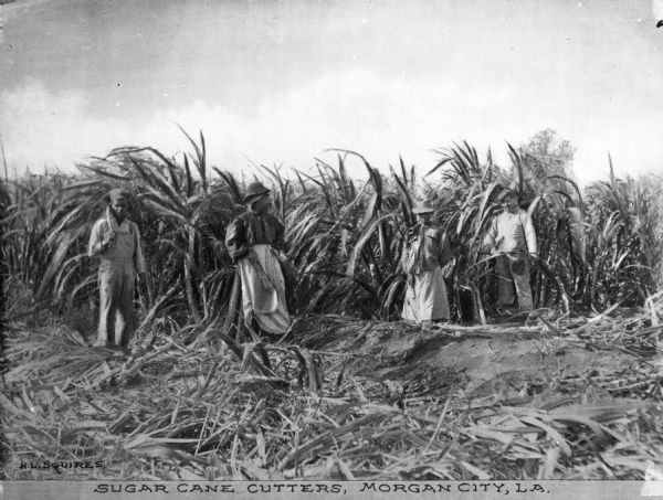Several agricultural workers cutting sugar cane by hand. Caption reads: "Sugar Cane Cutters, Morgan City, LA."