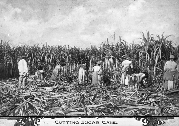 A group of agricultural workers, mostly women, cutting sugar cane by hand. Caption reads: "Cutting Sugar Cane."