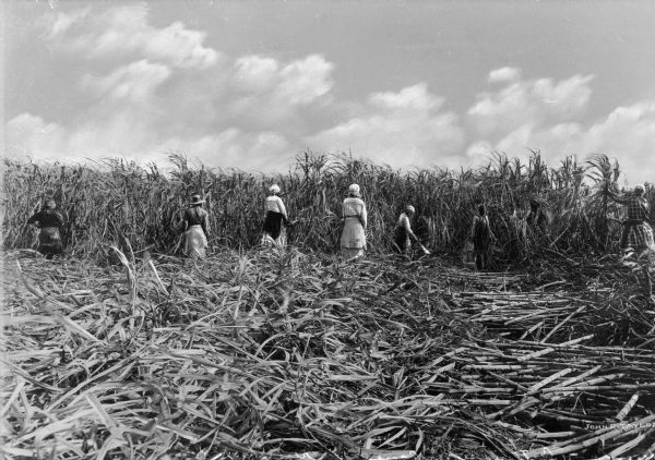 A group of agricultural workers cutting sugar cane.
