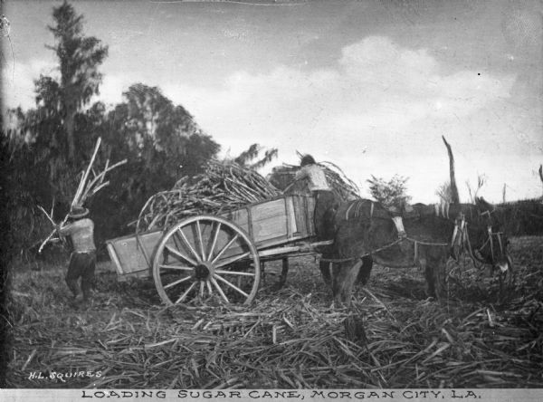Agricultural workers loading sugar cane onto a cart pulled by two donkeys. Caption reads: "Loading Sugar Cane, Morgan City, LA."