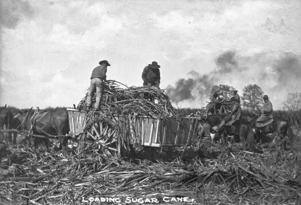 Agricultural workers loading sugar cane onto a horse-driven wagon. Two men on horseback are nearby. Caption reads: "Loading Sugar Cane."