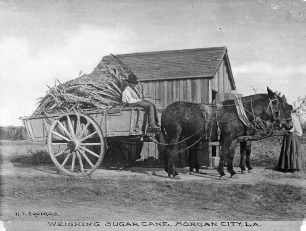 A cart full of sugar cane being weighed. A man sits on the horse-drawn cart which is parked near a shack. A woman is behind the horses. Caption reads: "Weighing Sugar Cane, Morgan City, LA."