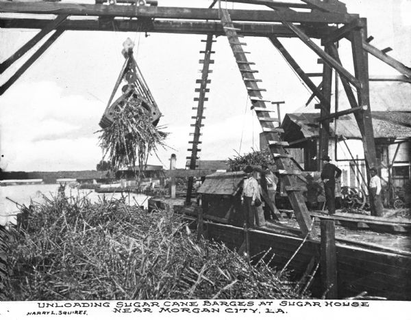 View of several men unloading a barge of sugar cane with a crane-like tool. A river and dock area are in the background. Caption reads: "Unloading Sugar Cane Barges At Sugar House Near Morgan City, LA."