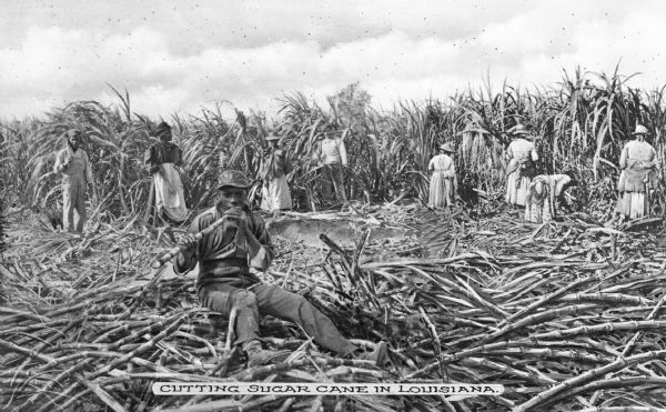 A group of agricultural laborers cutting sugar cane by hand. In the foreground, a young man sits on a pile of harvested sugar cane, chewing on cane sugar. Caption reads: "Cutting Sugar Cane In Louisiana."