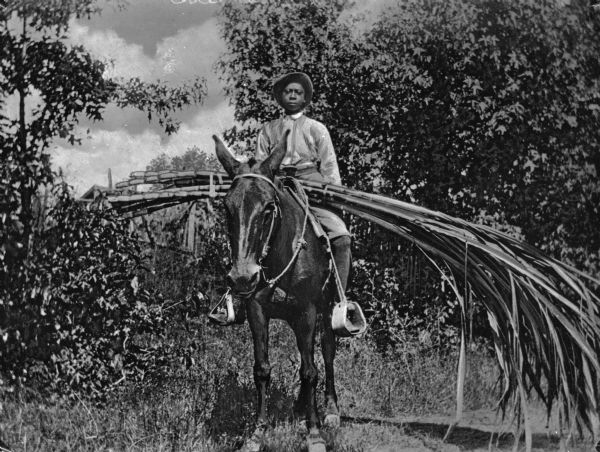 A young man is shown riding a mule. He is transporting harvested sugar cane.