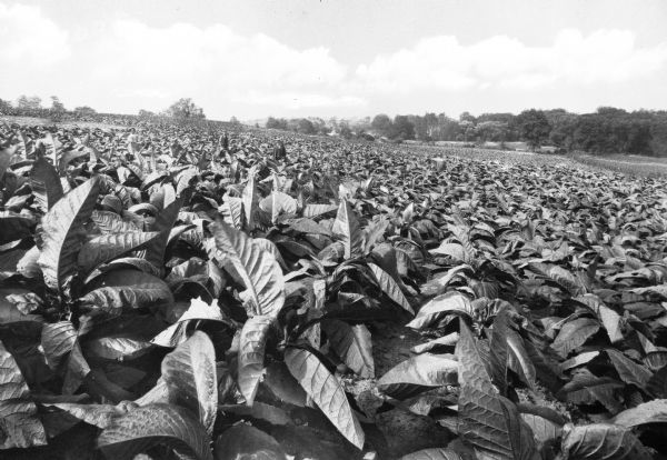 View of a tobacco field.