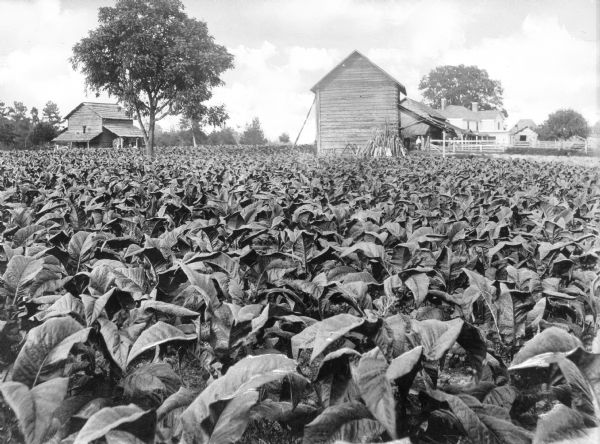 View of a tobacco field. Several farmhouses are nearby.
