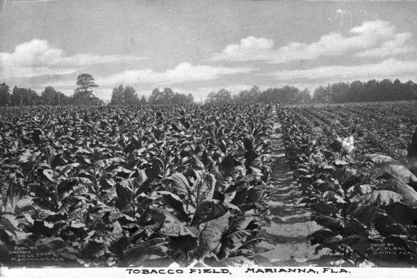 View of a tobacco field. Caption reads: "Publ. By Smith's Drug Store, Marianna, Fla."