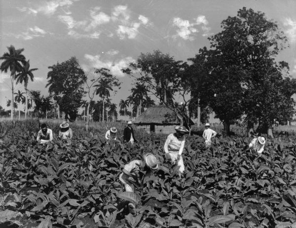Agricultural workers picking tobacco in a field in Havana, Cuba. A small agricultural hut or shed is nearby.