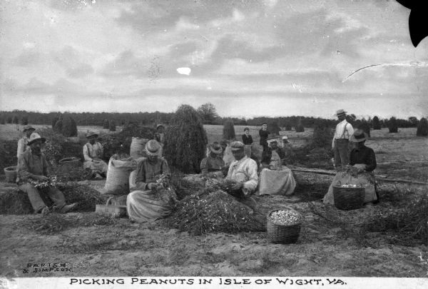 Agricultural workers picking peanuts. Caption reads: "Picking Peanuts In Isle Of Wight, Va."
