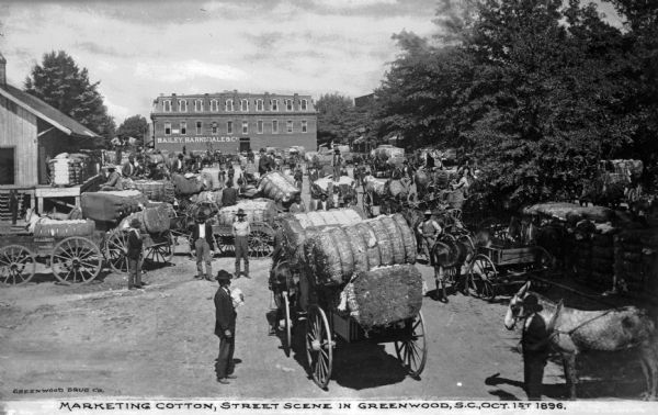 A number of farmers bringing large bales of cotton to market on horse-drawn carts. A building in the back has the words "Bailey, Barksdale & Co." painted on it. Caption reads: "Marketing Cotton, Street Scene in Greenwood, S.C., Oct. 1st, 1896."