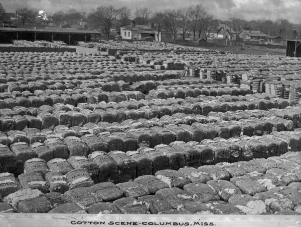 Outdoor elevated view of a large storage area with thousands of bales of cotton. A few houses or other buildings can be seen in the background. Caption reads: "Cotton Scene, Columbus, Miss."
