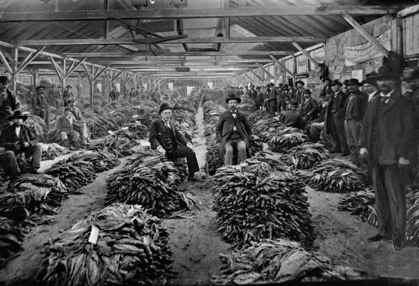 Two men sit on piles of tobacco in a large warehouse with a number of rows of cured tobacco. Along the edges of the warehouse men are seated and standing.