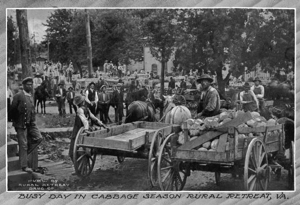 A number of men with horse-drawn carts loaded with produce gather along a road with a house visible in the background. Caption reads: "Busy Day in Cabbage Season, Rural retreat, VA."