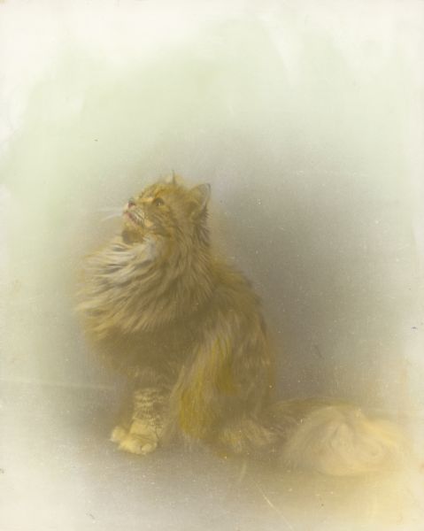 A hand-colored portrait of the Trimpey family cat, Honey.