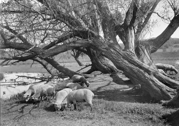 A flock of sheep graze under old willow trees alongside a stream.
