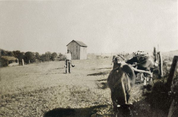 Floyd Quinney, Richard Quinney's father, feeding cows and chickens in a field on his family's farm.