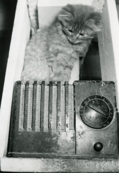 Cat standing on top of a well-used radio.