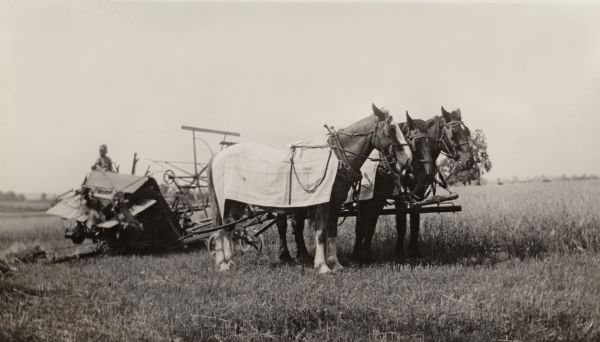 Young Richard Quinney atop the family's new horse-drawn grain binder in a field.