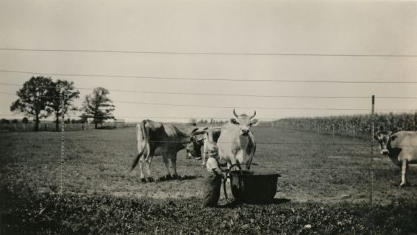 Young Ralph Quinney fills a water trough for a group of Jersey cows on the family farm.