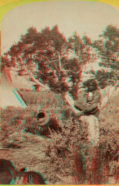 Stereograph of a Native American boy, a Ute Indian, seated in a small tree. There is a piece of pottery hanging from a branch of the tree and a tepee is in the background.