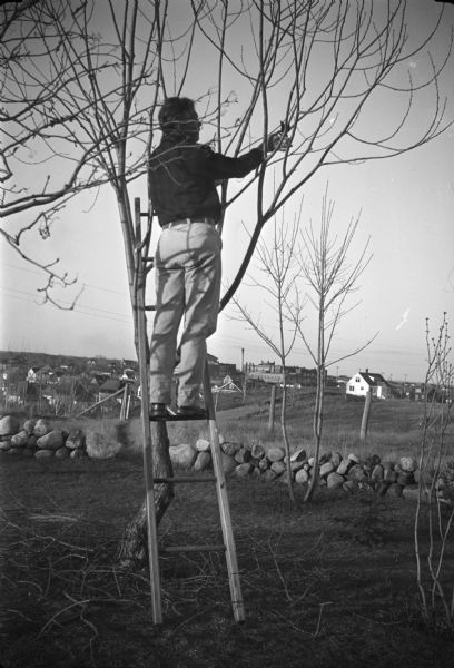 Conservationist Sigurd F. Olson pruning a tree in his Ely house yard.