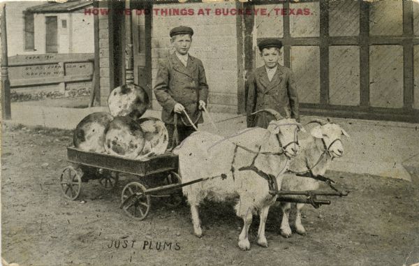 Two boys haul four giant plums using a small wagon pulled by two white goats. One boy is holding the reins. The boys are wearing jackets and caps. The background shows a store front. Red text in the upper portion bears the inscription, "How we do things at Buckeye, Texas." Handwritten at bottom in black, "Just Plums."
