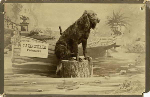Studio portrait of an American Water Spaniel posing on a stump in the Van Schaick photography studio in front of a painted backdrop. There is a sign for "C.J. Van Schaick Photographer." propped on the painted boat.