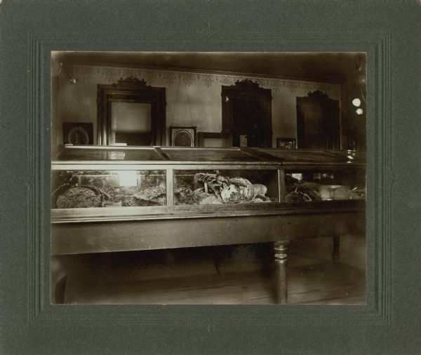 Interior view of a glass display case, possibly in a museum. It appears to be displaying a collection of pottery and skeletal remains. Framed portraits hang on a wall in the background between three windows.
