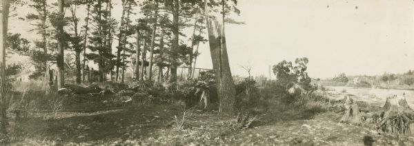 Panoramic view of Bright's Grove, filled with broken trees and other debris. There are two buildings on the left behind the trees. Written text on the back of the print of this image reads: "Notice Harrison St. Bridge which spanned the tail race before the 1911 flood. All floated down to Bright's Grove at the first bend of the river during the flood."