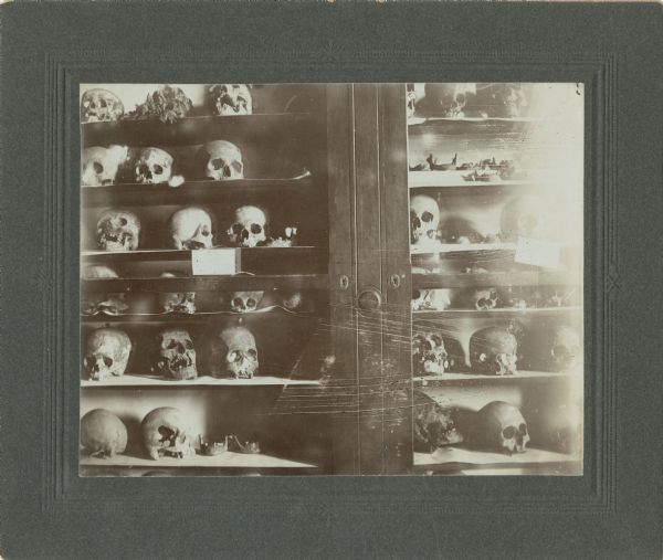 View of a wood and glass cabinet full of human skulls arranged on shelves. Probably photographed by Charles Van Schaick.