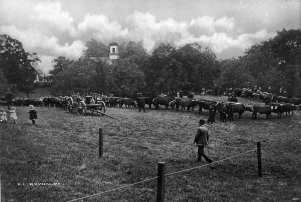 View of Lyme (?) Grange Fair, featuring cattle being shown in a field, a wagon, several people, and a fence.