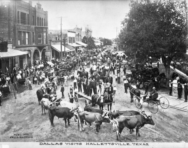 Dallas businessmen displaying their cattle in a downtown street surrounded by spectators, horse-drawn vehicles, and commercial buildings.
