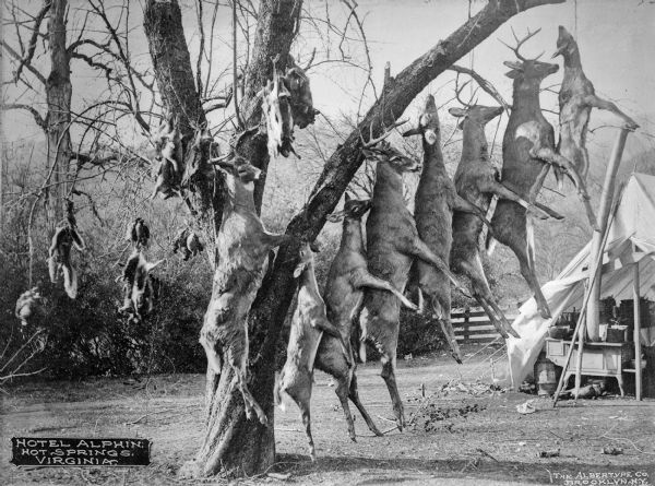 Deer and a variety of other game are strung from a tree in a hunting camp at Hotel Alphin.  An open tent stands to the right.