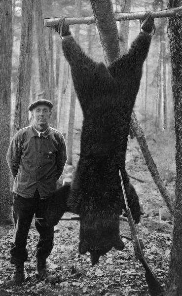 A hunter poses with a large bear hainging in a wooded area at Lone Pine Camp. His rifle leans against the bear.