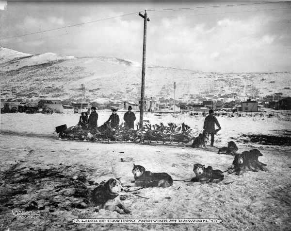 A dogsled loaded with caribou antler trophies travels through Dawson, Yukon Territory, Canada. Two women and three men gather around the dog sled while dogs lie in the forefront and power lines, dwellings, wagons, and a hill are visible in the background.