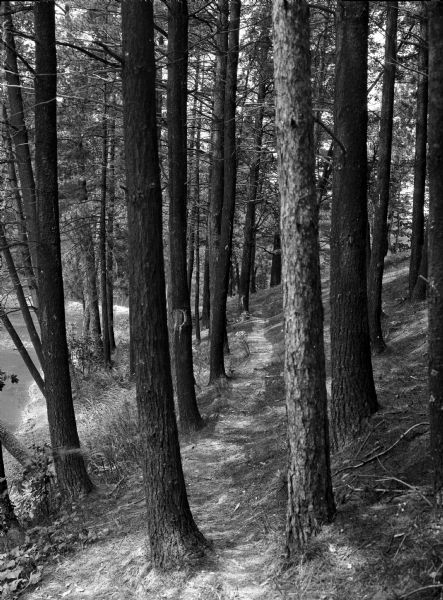 A trail runs through a pine forest on a hillside.