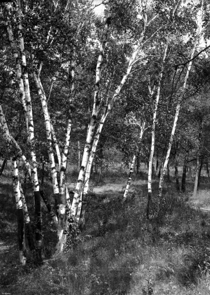 View of a cluster of birch trees.