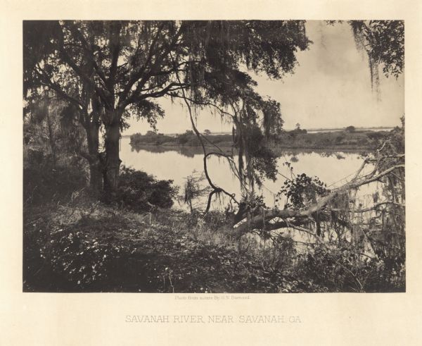 Trees with Spanish moss along the Savannah River.<br>Plate 47</br>