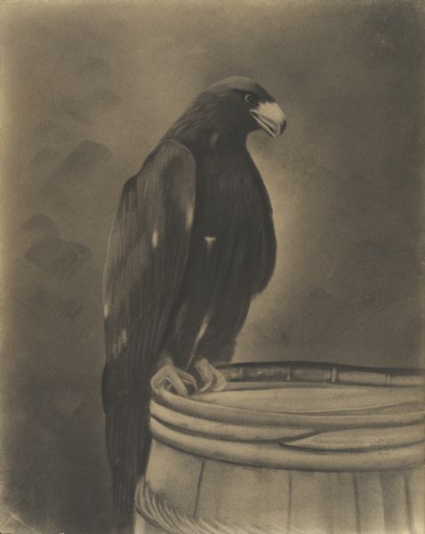 Charcoal drawing of a golden eagle perched on a barrel. Likely the wild golden eagle Andy Johnson, the mascot of the Forty-Ninth Wisconsin Civil War Infantry. He lived at the Capital building beginning in 1866 with the tame Old Abe, famous mascot of the Eighth Wisconsin Volunteer Infantry. While both housed at the Capital, the two had a fierce rivalry and often fought. In 1874, Andy died apparently from the effects of an attack by Old Abe.