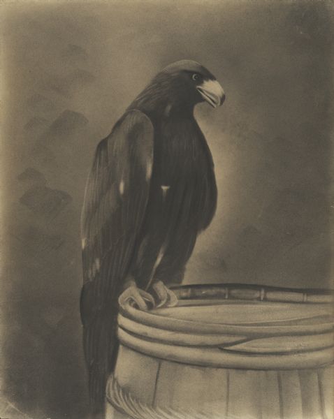 Charcoal drawing of a golden eagle perched on a barrel.  Likely the wild golden eagle Andy Johnson, the mascot of the Forty-Ninth Wisconsin Civil War Infantry.  He lived at the Capital building beginning in 1866 with the tame Old Abe, famous mascot of the Eighth Wisconsin Volunteer Infantry.  While both housed at the Capital, the two had a fierce rivalry and often fought.  In 1874, Andy died apparently from the effects of an attack by Old Abe.