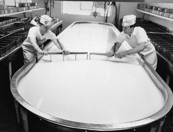 Two men working in a vat that has been filled with pasteurized milk and to which rennet (an extract from a calf's stomach) has been added, which coagulates the milk. After 35 minutes, the thickened milk is cut into small cubes with two large, wire knives.