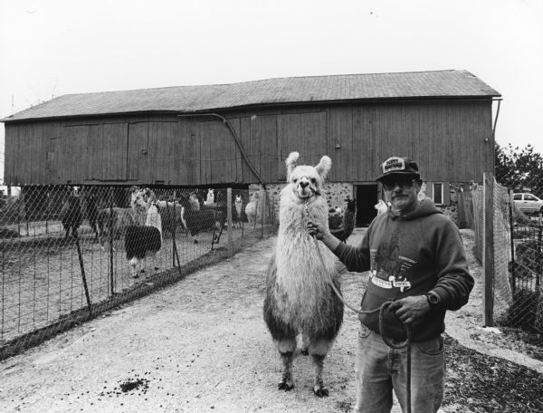 Rex Vane was photographed with "Boomer," on of the 31 Llamas that he is currently raising. They appear to be very docile animals.