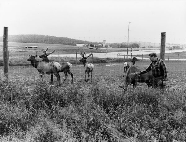 About 40 elk are currently being raised on the Enderle farm by Tim Enderle.