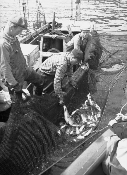 Three commercial fishermen in a boat lifting a trap net. In the bottom right foreground are the hands of another man holding the opposite side of the net from another boat floating alongside.