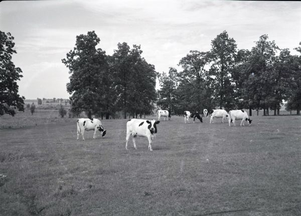 Seven dairy cows out grazing in a pasture, surrounded by trees.